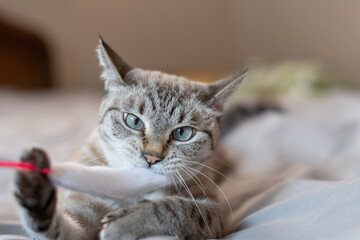 おもちゃで遊ぶ可愛い猫 シャムトラ猫