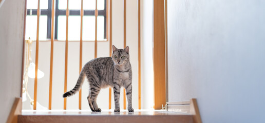 家の中を歩く猫　サバトラ猫