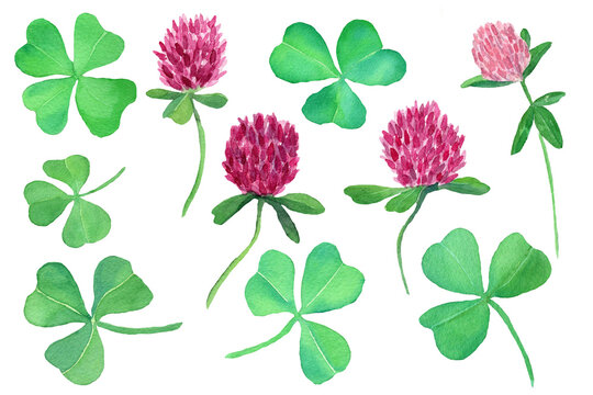 PNG Clover leaves and flowers set, green shamrock leaf isolated. Botany Illustration of pink clover flower in natural style. Design for covers, packaging, fabric, season offer.
