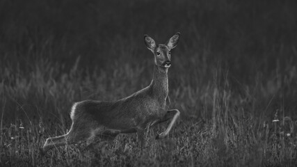 BNW Of A Roe Deer Doe (Capreolus Capreolus)