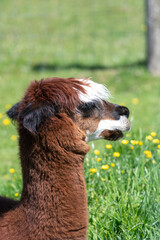 Head shot of an alpaca (lama pacos)