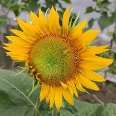 Obraz premium Golden Sunburst Bloom