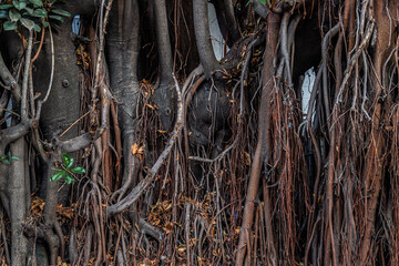 Fototapeta premium Close-up of aerial root network of rubber tree in Guadalajara, Mexico