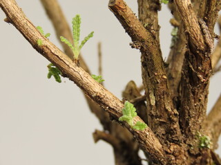 Closeup of little lavender shoots in the brown wood after pruning. Pruned lavender plant with new leaves. Shoots of lavender on the woody branches.