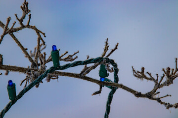 Frozen christmas lights