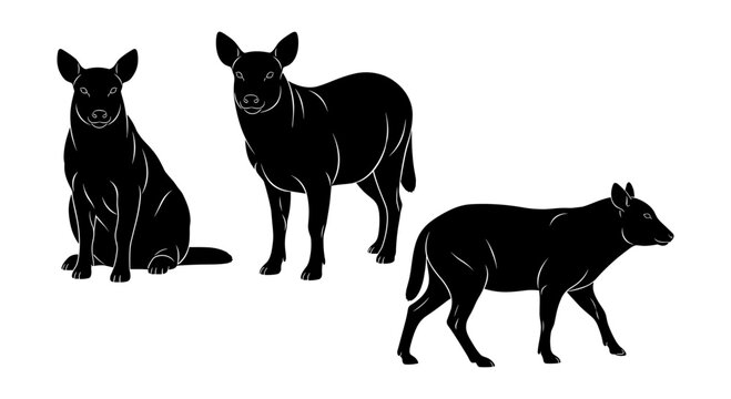 Silhouette of three dingos in various poses on a white background