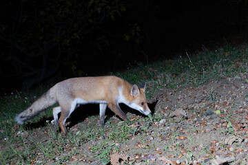 Red Fox (Vulpes vulpes) Foraging at Night