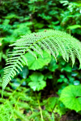 Green fern leaves thrive in a lush forest near a gentle stream on a sunny day