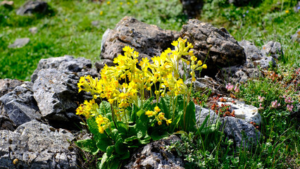 Obraz premium Close-up of vibrant yellow Cowslip Primula veris wildflowers blooming among grey limestone rocks in a green alpine meadow