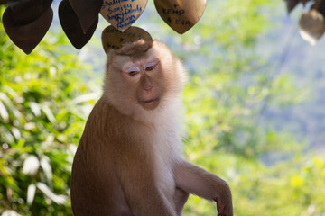 Naklejka premium Animals in zoo and wildlife. High resolution photo