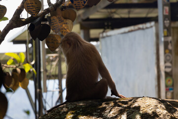 Naklejka premium Animals in zoo and wildlife. High resolution photo