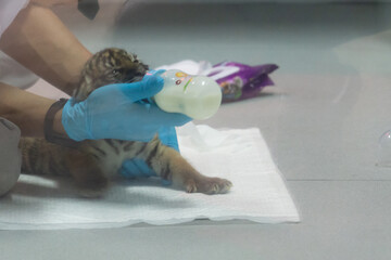 Naklejka premium Animals in zoo and wildlife. High resolution photo. 