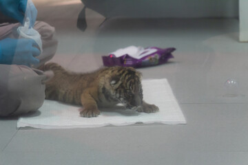 Naklejka premium Animals in zoo and wildlife. High resolution photo. 