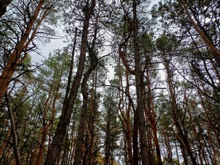 Obraz premium trees in the forest