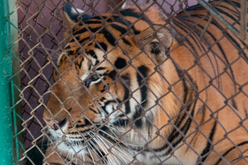 Naklejka premium Animals in zoo and wildlife. High resolution photo. 