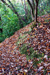 兵庫県・三木市県立公園の秋、紅葉