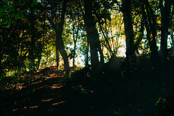 兵庫県・三木市県立公園の秋、紅葉