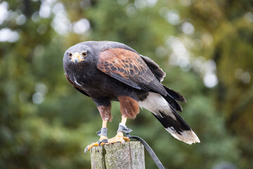 Wüstenbussard