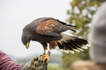 Wüstenbussard