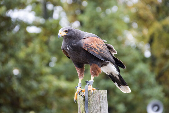 W&uuml;stenbussard