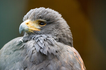 Wüstenbussard