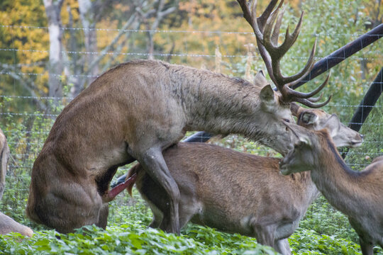 Damhirsch (Dama dama)