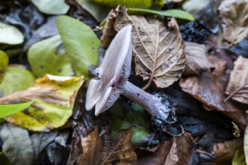 Violetter Rötelritterling (Collybia nuda) , Nordrhrin-Westfalen, Deutschland