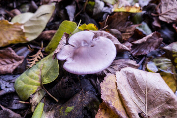 Violetter Rötelritterling (Collybia nuda) , Nordrhrin-Westfalen, Deutschland