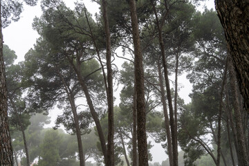 Tall Tree Forest on a Foggy Day