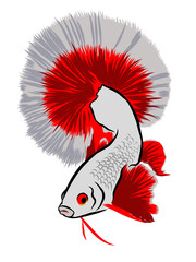 beautiful red betta fish vector illustration
