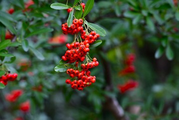 Pyracantha coccinea (Firethorn). Rosaceae evergreen shrub. Numerous small white flowers bloom in early summer, and the fruit (drupes) ripen to red in autumn.