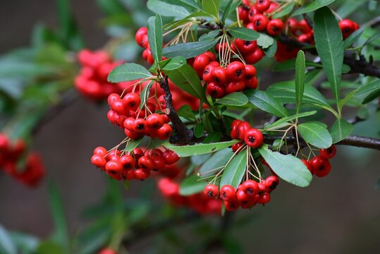 Pyracantha coccinea (Firethorn). Rosaceae evergreen shrub. Numerous small white flowers bloom in early summer, and the fruit (drupes) ripen to red in autumn.