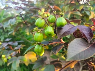 Jatropha curcas plant (Jatropha curcas), This plant has many beneficial phytochemicals, with parts such as sap, leaves, and seeds used in traditional medicine to treat various skin diseases
