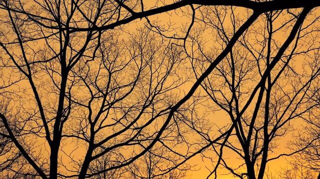 Silhouette of Winter Trees Against a Golden Sky at Sunset in a Tranquil Setting