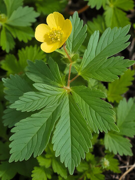 Ternate-Leaved Cinquefoil (Potentilla norvegica). Stem Section and Leaf Closeup