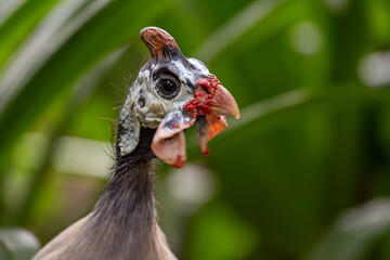 Helmeted guineafowl (Numida meleagris) common across sub Saharan Africa