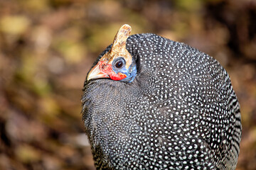 Helmeted guineafowl (Numida meleagris) common across sub Saharan Africa