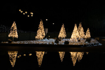 Christmas Trees with Lights Glowing in the Dark Park