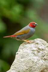 Orange winged pytilia (Pytilia afra) commonly found in central and southern African savannahs