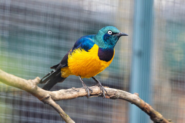Superb starling (Lamprotornis superbus) commonly found in East African savannahs