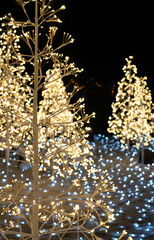 Christmas Trees with Lights Glowing in the Dark Park