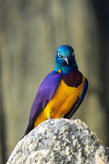Superb starling (Lamprotornis superbus) commonly found in East African savannahs