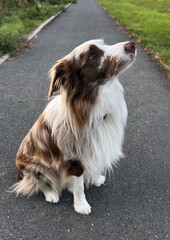 Australian Shepherd puppy. A type of sitting border collie with brown and white fur. Photo animal background.