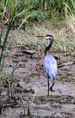Photo of blue heron foraging in swampy environment in Idaho preserve