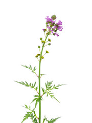 Monarda bouquet isolated on white