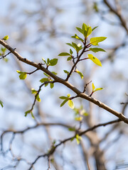 Obraz premium branch of a tree