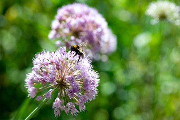 Beautiful ornamental onion flowers and bee. High quality photo