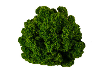A fresh bunch of curly green parsley photographed on a white background. Perfect for garnishing dishes, culinary presentations, and food photography projects