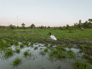 AVE DE CHACO PARAGUAYO