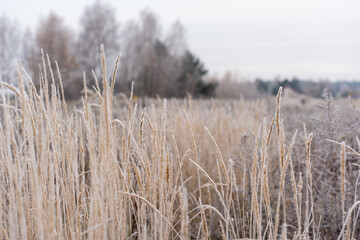 Fototapeta premium Frost-covered dry tall grass and reeds in winter meadow with blurred trees on horizon under overcast sky on cold morning. Concept of winter landscape, frozen nature and rural countryside scenery.